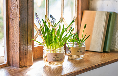 Bulb plant at Home